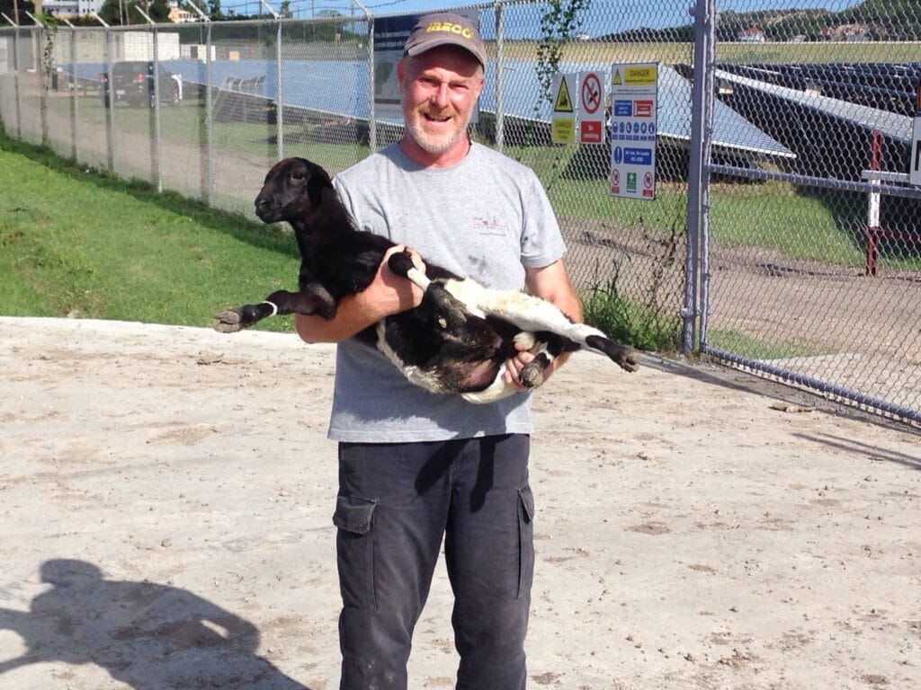 PVEnergy-Antigua-airport-George-Kitoudis-with-baby-sheep
