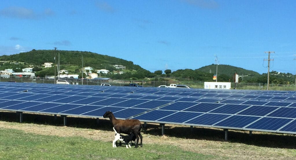 PVEnergy-Antigua-airport-baby-sheep
