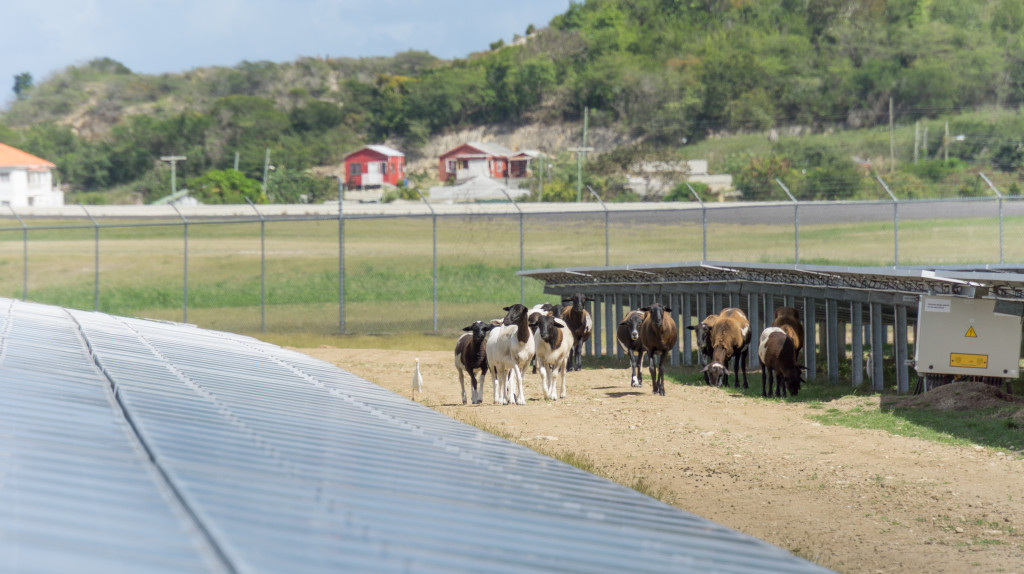 sun2live-returned-sheep-solar-power-plant-Antigua-airport-ThemeecoGroup